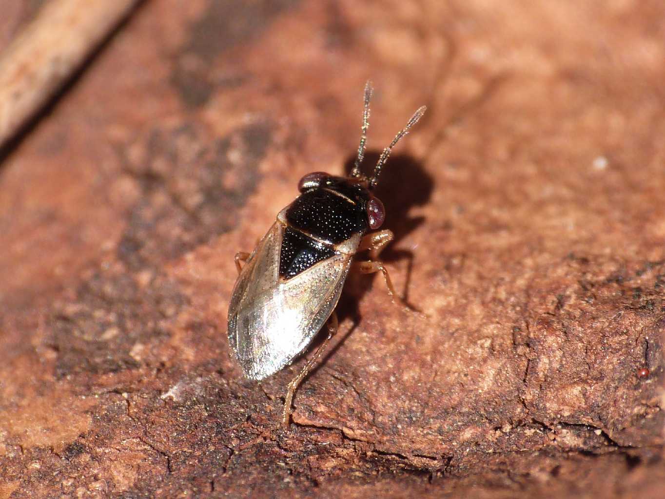 Lygaeidae: Geocoris pallidipennis del Lazio (RM)